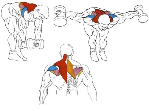 Шея гантелями. Трапециевидная мышца упражнения с гантелями. Тренировка трапециевидной мышцы спины. Как накачать трапециевидную мышцу. Упражнения для накачивания трапеции.