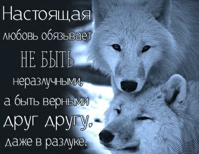 Будь сильным будь верным. Душа волка. Статусы с волками. Душа волка цитаты. Цитаты про неразлучных.