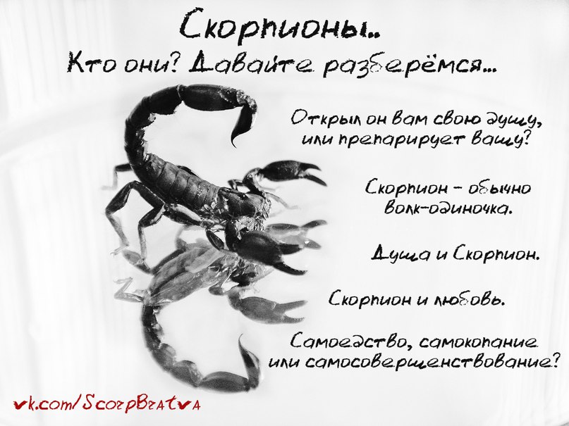 Мужчина скорпион дата рождения. Поздравления скорпиону. С днём рождения мужчине скорпиону. Открытка Скорпион. Поздравления с днём рождения скорпиону женщине.