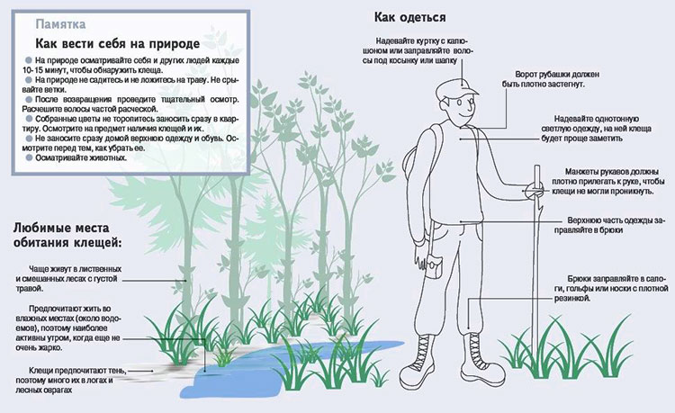 Укус клеща: признаки, симптомы, лечение и последствия, фото