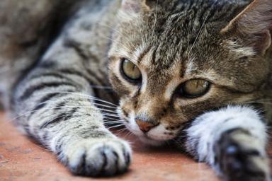 Почему кусаются кошки: зоологи назвали 5 причин