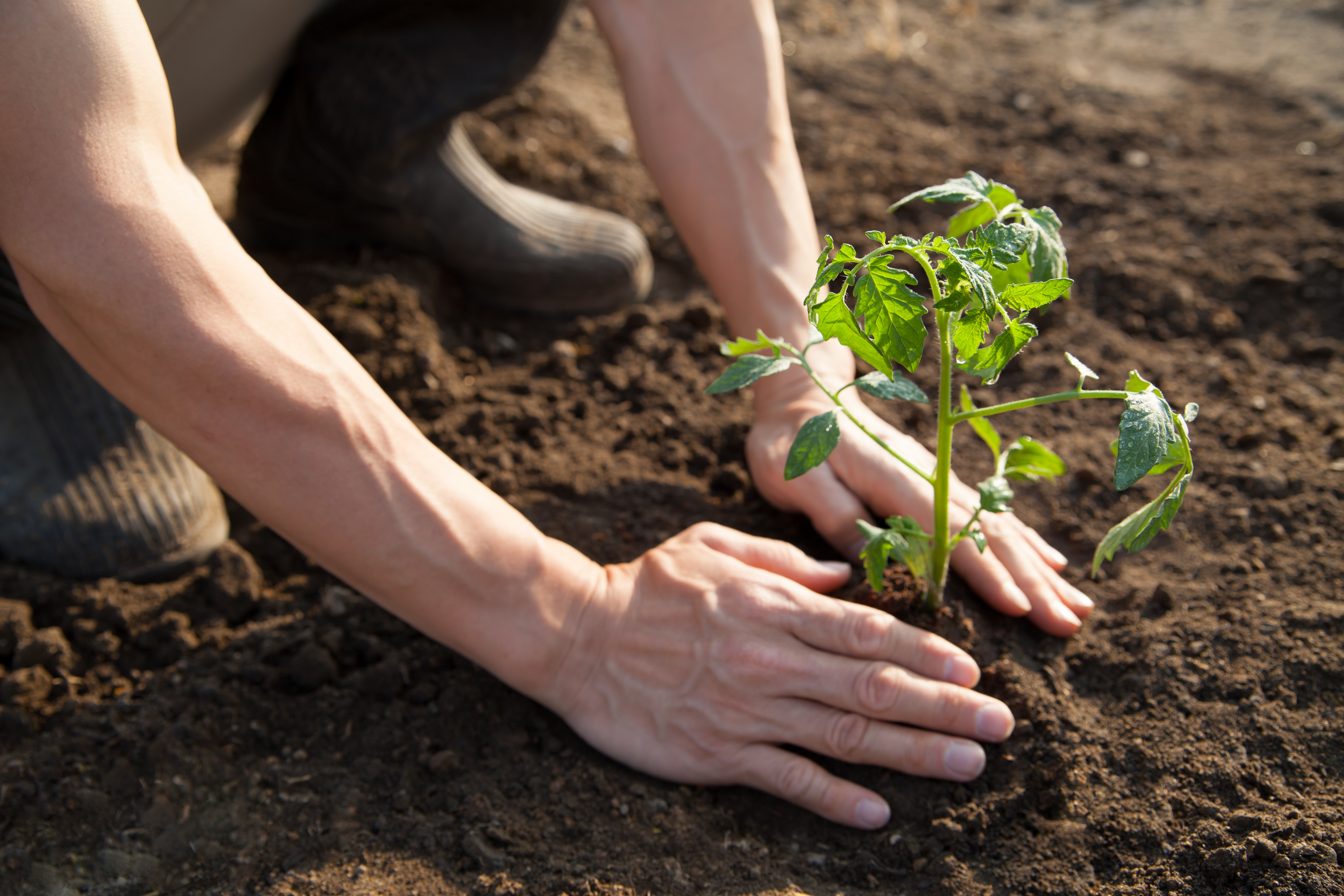 Заботящаяся почва. Очищение почвы. Помощь природе. Человек помогает природе. Высадка растений.