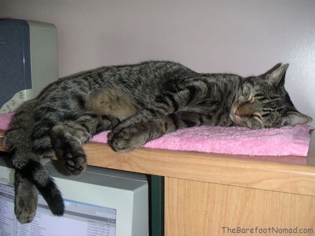 Sleeping Tabby Cat 